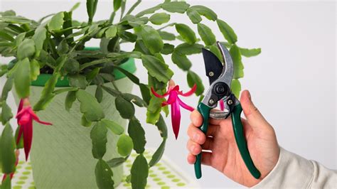 How To Prune A Christmas Cactus