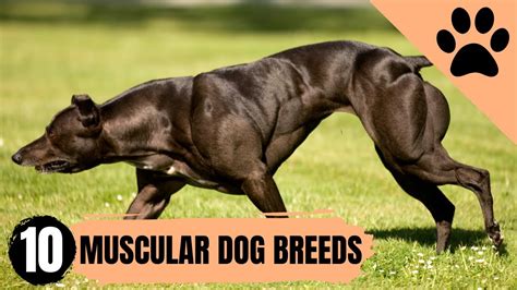 How To Put Muscle On A Dog
