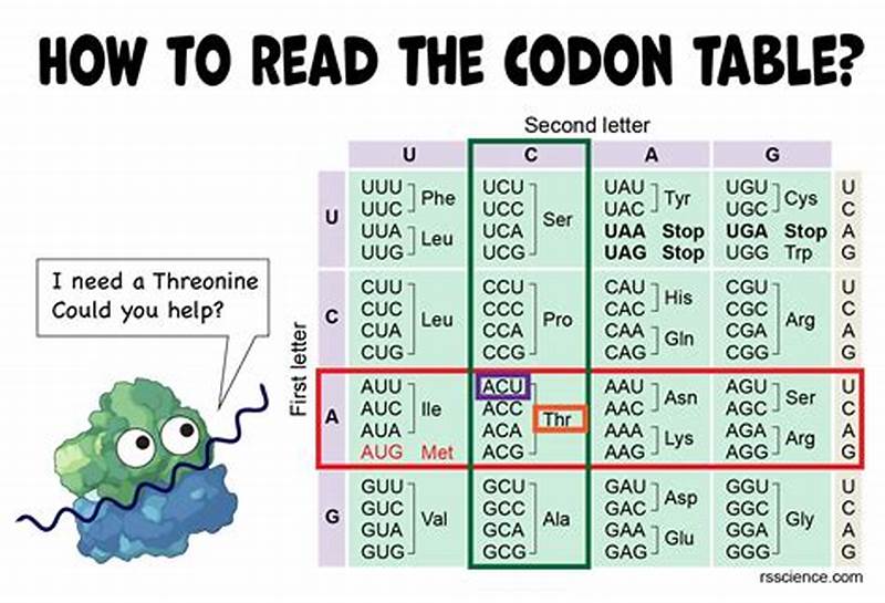 How To Read The Codon Chart