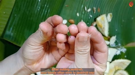 Remove Sticky Latex Layer from Jackfruit, Closeup View Stock Photo