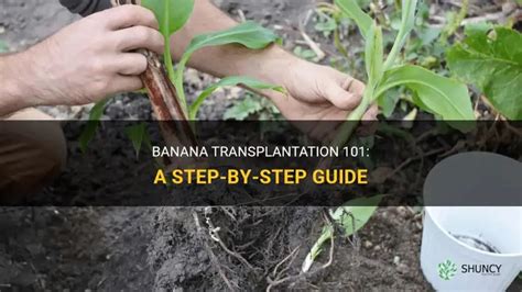 Transplanting a banana tree successfully 🍌 🌱 Steps for the healthiest