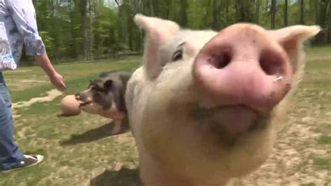 How To Rescue Farm Animals In Need