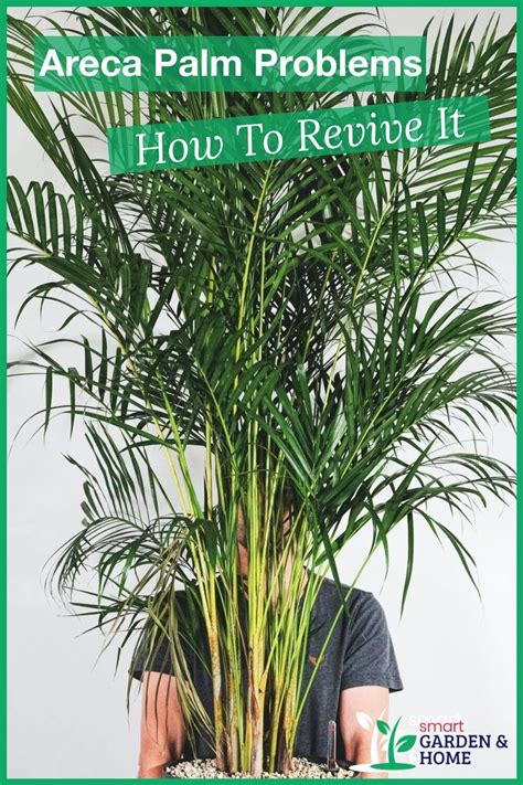 7 Methods To Revive Palm Tree From Dying - Plants Craze