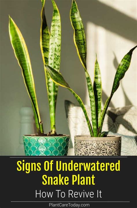 How To Revive Snake Plant