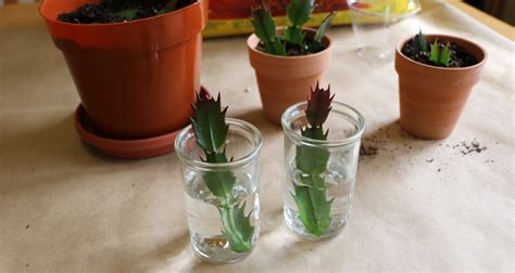 How To Root A Christmas Cactus Cutting In Water
