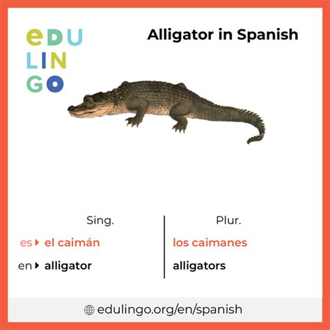 How To Say Alligator In Spanish (Quick Pronunciation Guide)