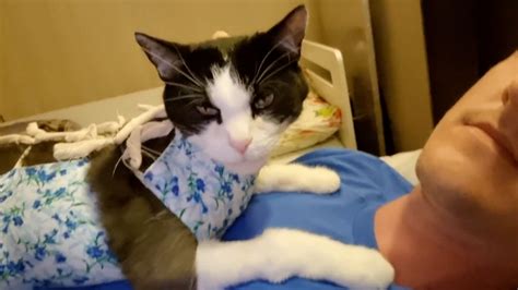 How To Say I Love You In Cat Language: Stepbystep
