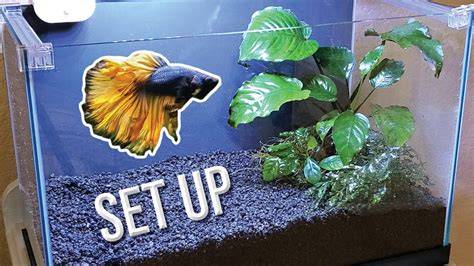 How To Setup A Betta Fish Tank Without Filter