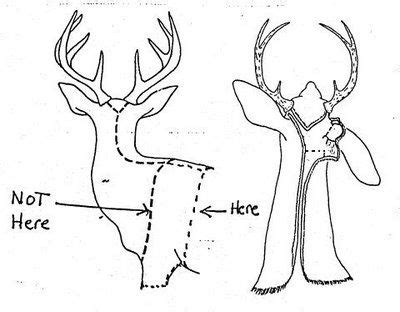 5 Simple Steps to Expertly Skin a Deer: A Comprehensive Guide with Illustrated Diagrams