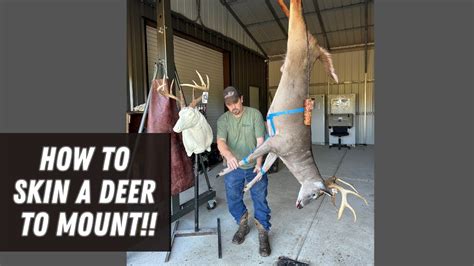 Mastering the Art of Deer Taxidermy: A Step-by-Step Guide on How To Skin a Deer for a Jaw-Dropping Full Mount