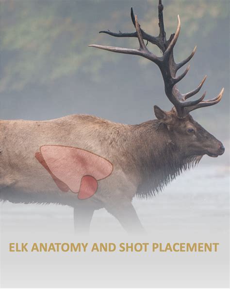 The Ultimate Guide to Dressing an Elk: Expert Tips on How to Skin a Majestic Beast