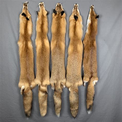 Unleash Your Inner Hunter: Master the Art of Skinning A Fox with Ease.
