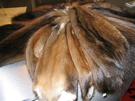 The Art of Pelt Perfection: A Step-by-Step Guide on How to Skin a Muskrat