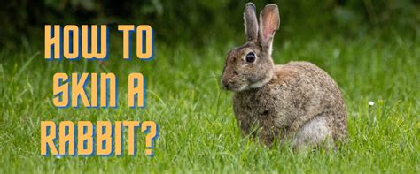 The A-Z Guide to Skinning a Rabbit with Expert Tips and Tricks