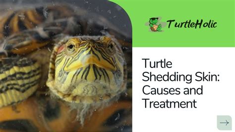 The Ultimate Guide to Skinning a Turtle: Master the Art with Expert Tips