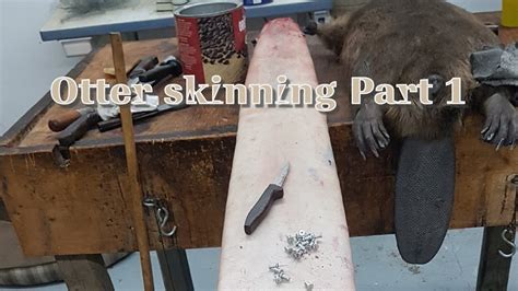 The Definitive Guide to Mastering the Art of Otter Skinning: Step-by-Step Techniques for Achieving Flawless Fur Handling