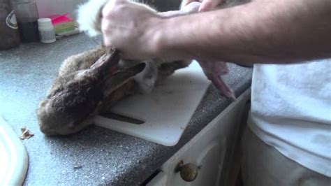 The Art of Rabbit Butchery: A Step-by-Step Guide on How to Skin and Gut Your Prey