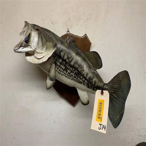 Master the Art of Filleting: A Step-by-Step Guide on How to Skin a Bass