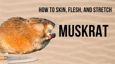 The Art of Fur Crafting: Mastering the Technique of Skinning Muskrat like a Pro