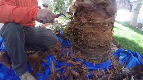 Master the Art of Skinning Palm Trees with These 10 Tips