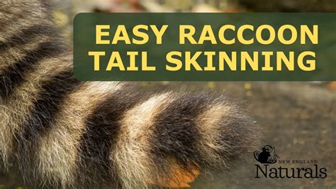 The Heart-Wrenching Truth About Skinning Raccoons: A Guide to Do it Safely and Humanely