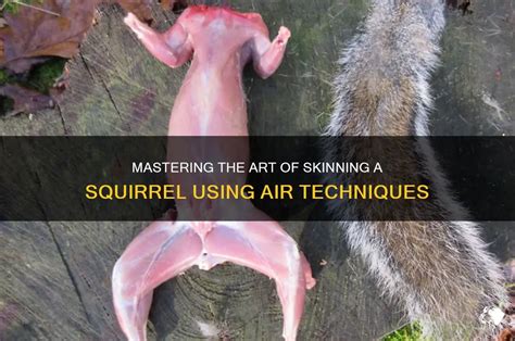 The Ultimate Guide to Mastering the Art of Squirrel Skinning like a Pro!