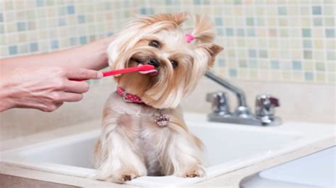 How To Soften Dog Hair