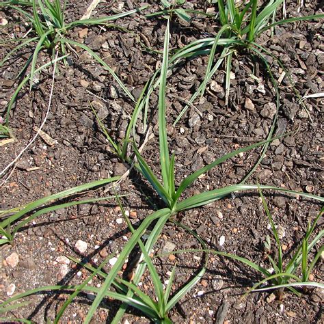 How To Spot And Deal With Sedges