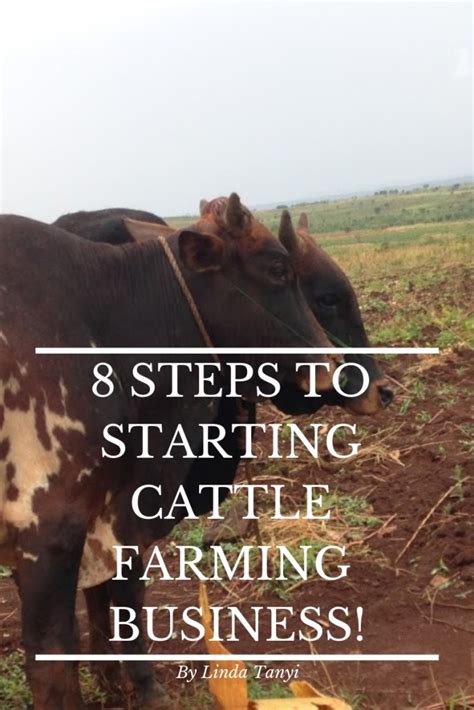 How To Start A Cow Farm Business