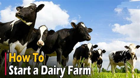 How To Start A Dairy Farming Business