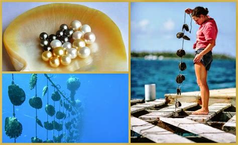 How To Start A Pearl Farming Business