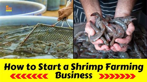 How To Start A Shrimp Farm Business