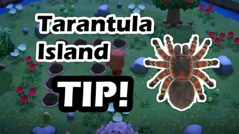 How To Start A Tarantula Farm Animal Crossing