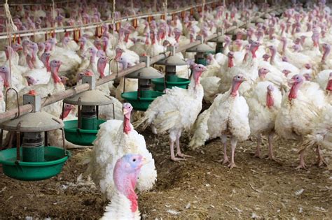 How To Start A Turkey Farm Business
