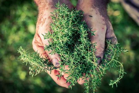 How To Start An Herb Farm Business