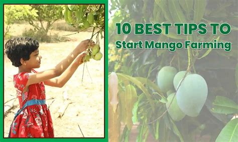 How To Start Mango Farming in Florida