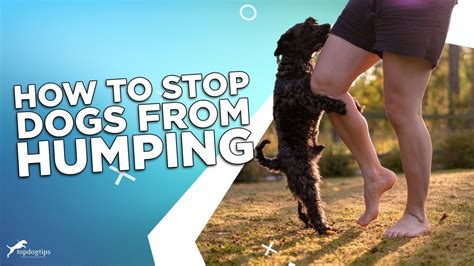 Effective Ways to Stop Dog Humping Behaviors: Tips and Tricks for Pet Owners