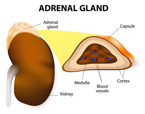 How To Support Your Adrenal Glands