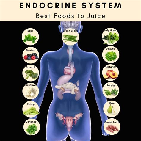How To Support Your Endocrine System With Diet