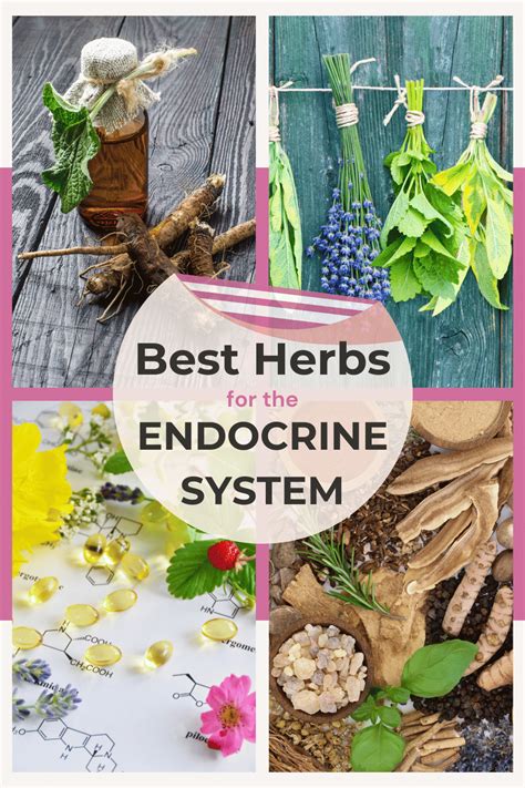 How To Support Your Endocrine System With Herbs
