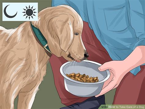 How To Take Care Of A Dog