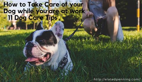 How To Take Care Of A Dog While At Work