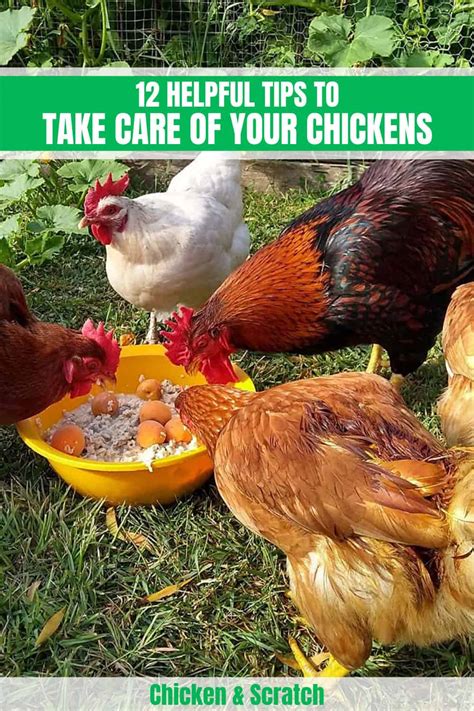 How To Take Care Of Chickens