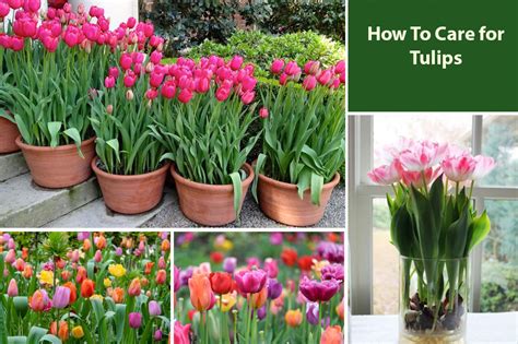 How To Take Care Of Tulips