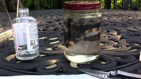 Unleash the Inner Craftsman: Discover How to Tan Snake Skin Using Only Household Items