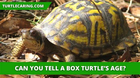 How To Tell How Old A Box Turtle Is
