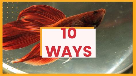 How To Tell If A Betta Fish Is Dying