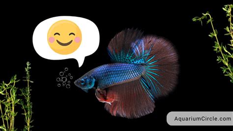 How To Tell If A Betta Fish Is Happy