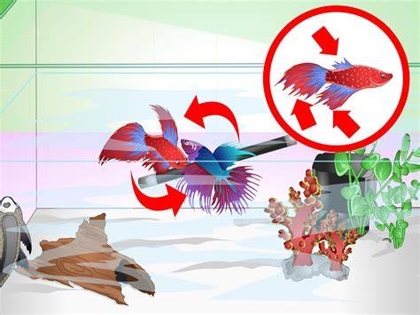How To Tell If Betta Fish Is Happy