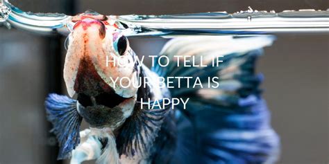 How To Tell If Betta Is Happy